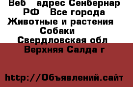 Веб – адрес Сенбернар.РФ - Все города Животные и растения » Собаки   . Свердловская обл.,Верхняя Салда г.